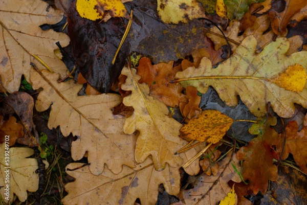 Obraz Yellow and brown leaves lie on the road in autumn. Autumn screensaver.