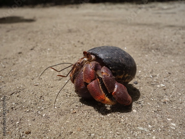 Obraz Bernard l'hermite