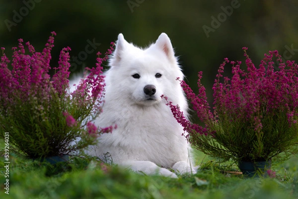 Obraz Samoyed with heath