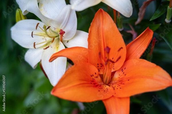 Fototapeta a close up of a white and orange flowers