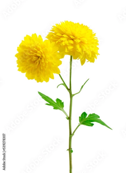 Obraz Yellow  chrysanthemum flowers isolated on white. Selective focus
