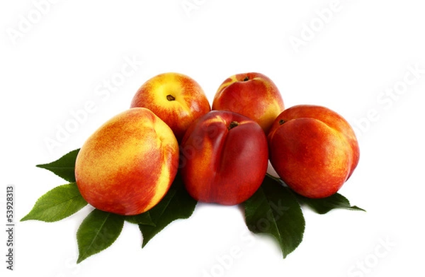 Obraz Five nectarines isolated on white background