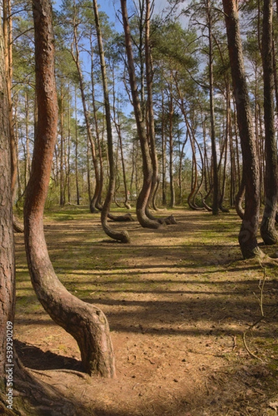Obraz Crooked Trees or Crooked Forest ("Krzywy Las" in Polish) - bent trees near Gryfino, West Pomeranian Voivodeship, Poland