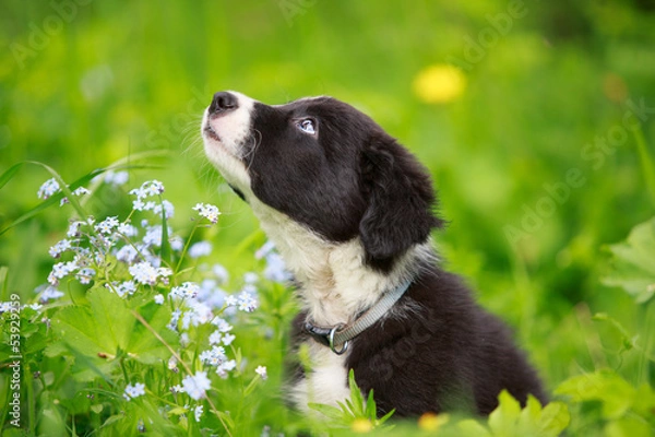 Obraz Border Collies black puppy