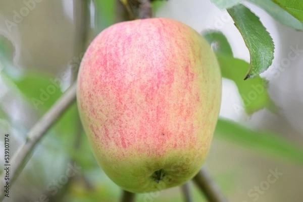 Fototapeta Finkenwerder Herbstprinz is an old german apple cultivar with a long shelf life. 