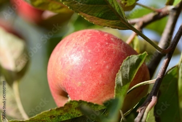 Fototapeta A red James Grieve apple on the tree in the bright autumn sun.