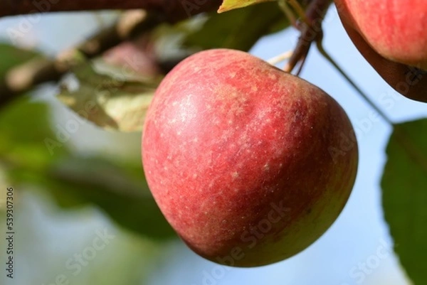 Fototapeta A red James Grieve apple on the tree in the bright autumn sun.