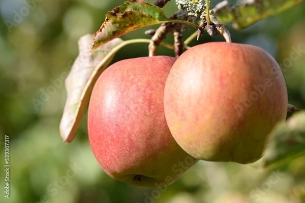 Fototapeta Red James Grieve apples on the tree in the bright autumn sun.