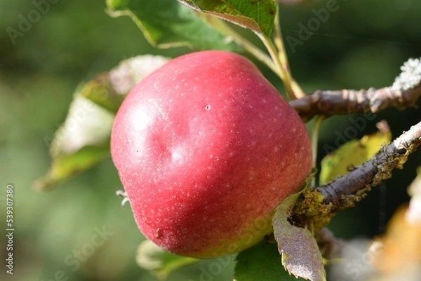 Fototapeta A red James Grieve apple on the tree in the bright autumn sun.
