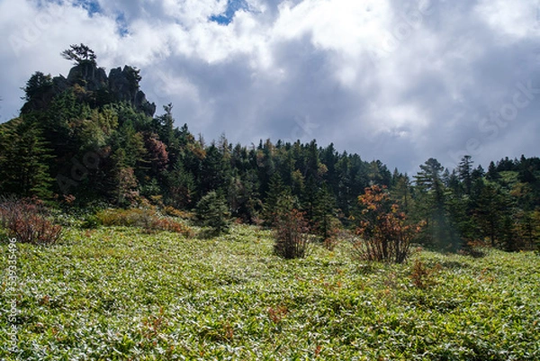 Fototapeta 弓池園地の熊笹