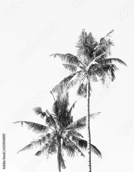 Fototapeta palm tree silhouette