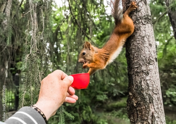 Obraz squirrel in the hands