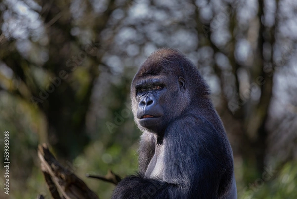 Obraz Flachlandgorilla