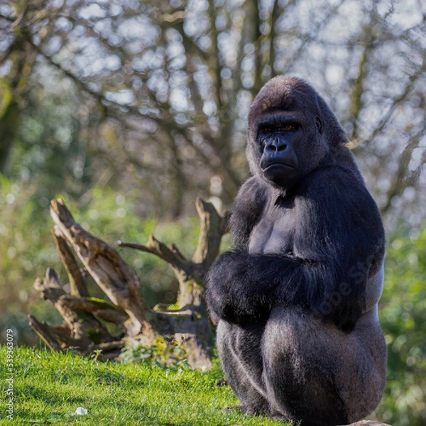 Obraz Flachlandgorilla