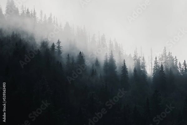 Fototapeta Moody fog in the mountain forest