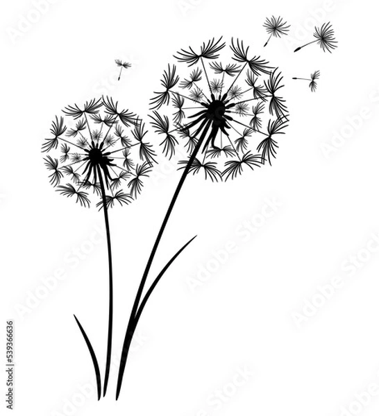 Obraz Two dandelion flowers together. Flying seeds into the sky. Detailed drawing of dandelion in black. Vector silhouette for print and cut, poster, banner, postcard design. Macro illustration isolated