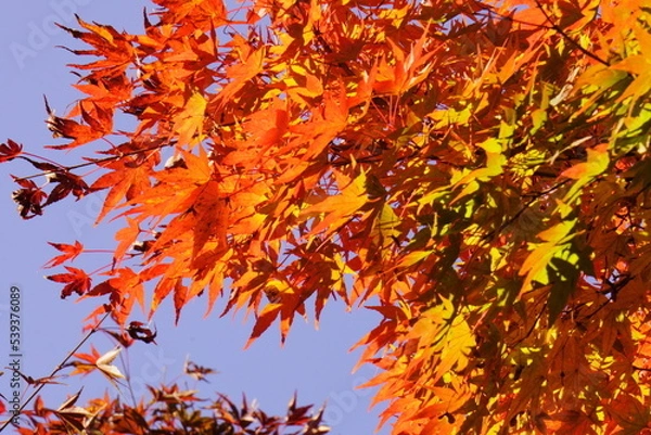 Obraz 紅葉した綺麗なもみじ
