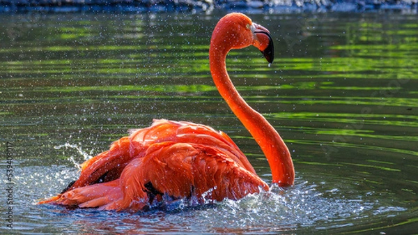 Obraz Flamingo