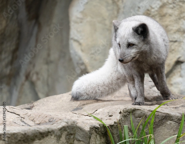 Obraz polar bear cub