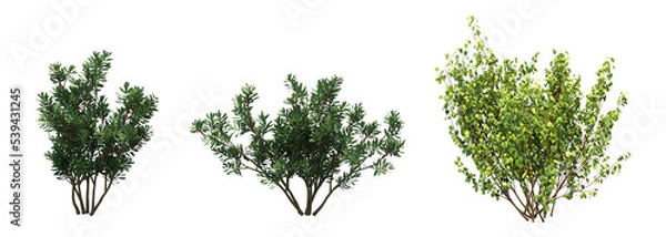 Fototapeta bush isolate on a transparent background, 3D illustration, cg render