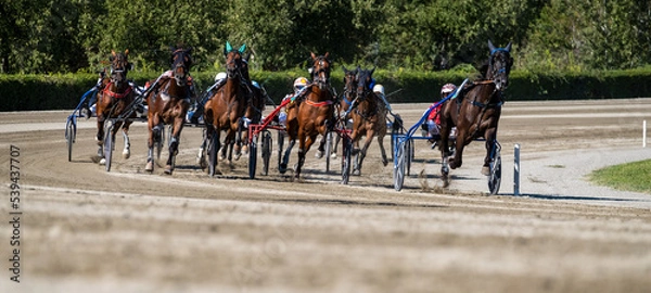 Obraz Racing horses trots and rider on a track of stadium. Competitions for trotting horse racing. Horses compete in harness racing on a sunny day. Horse runing at the track with rider. 
