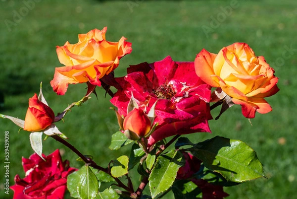 Fototapeta Many delicate fresh vivid orange roses and green leaves in a garden in a sunny summer day, beautiful outdoor floral background photographed with soft focus.