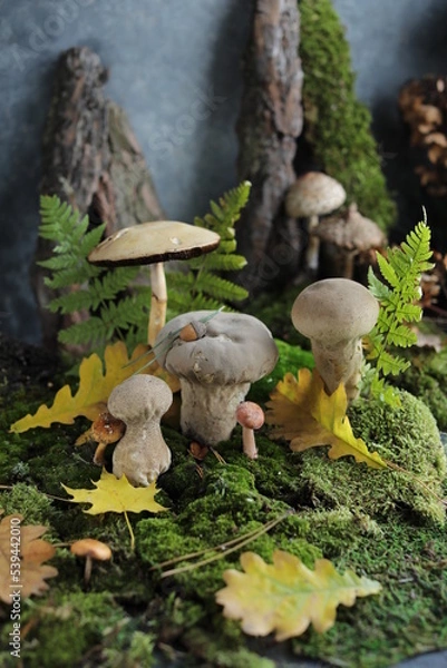 Fototapeta Forest mushroom in a clearing among the green moss. Mushroom picking. Fungi photo. Composition of plants and forest materials.