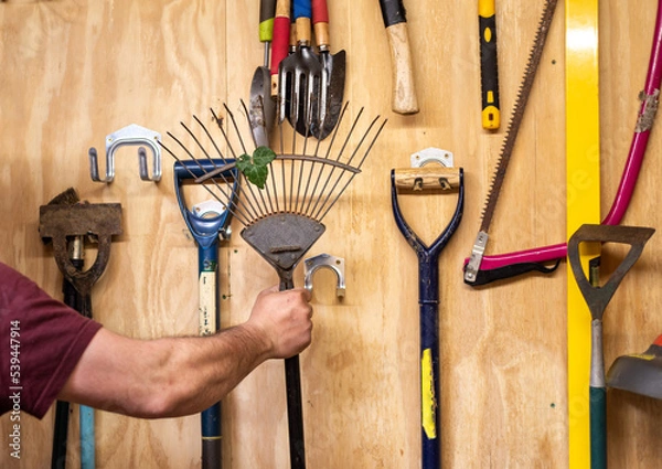 Fototapeta Man's arm taking lawn and leaf rake off wooden wall with various hanging DIY garden tools in shed.