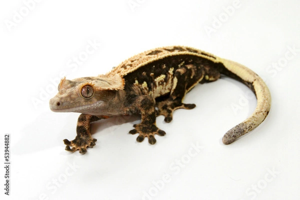 Fototapeta Crested Gecko