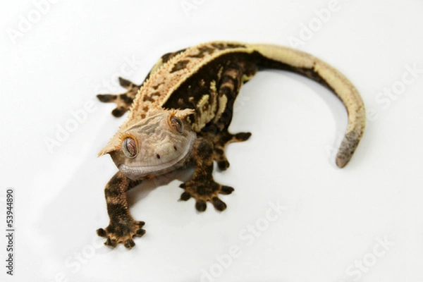 Fototapeta Crested Gecko