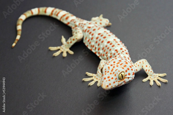 Fototapeta Tokay Gecko