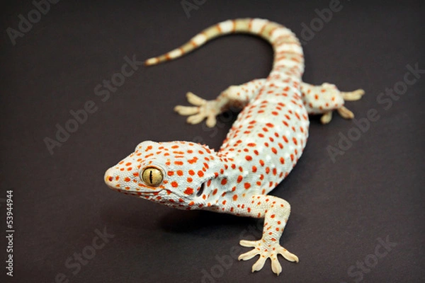 Fototapeta Tokay Gecko