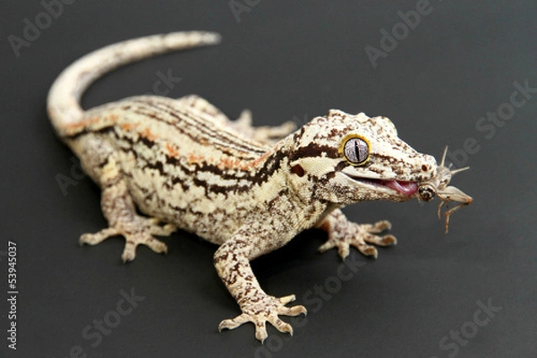 Fototapeta Gargoyle Gecko jedzenie
