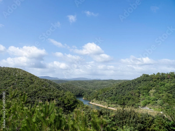 Fototapeta 沖縄自然遺産の森、ヤンバル