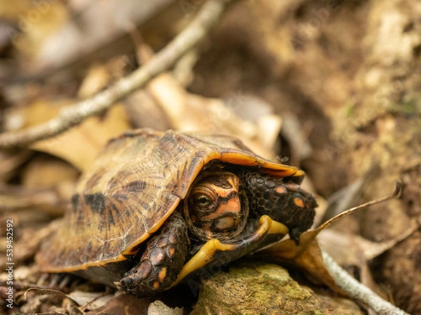 Obraz 特別天然記念物リュウキュウヤマガメ