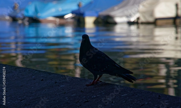 Obraz Taube im Schatten
