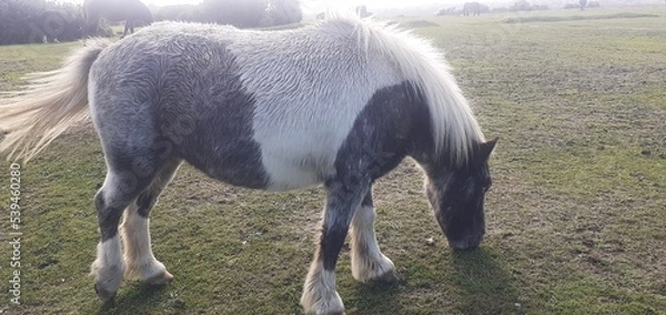 Obraz Black and White - New Forest Pony
