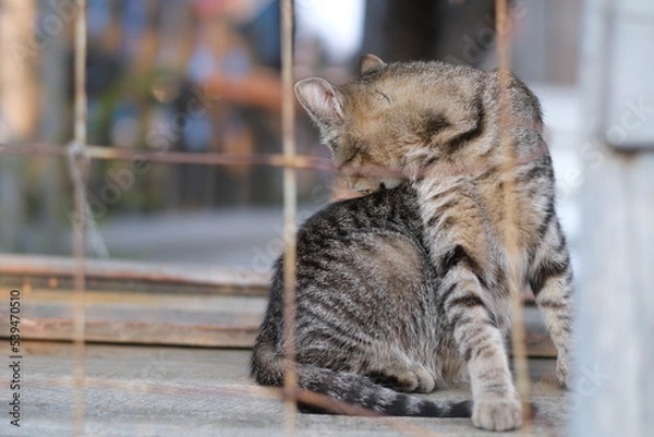 Fototapeta Striped cat sits behind bars and washes its back.