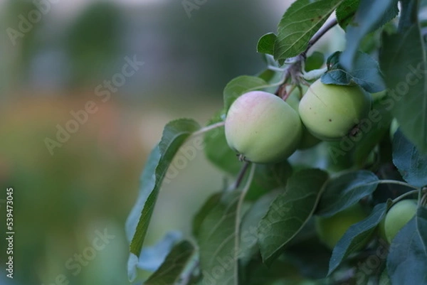 Fototapeta Apples on a tree branch in the evening outdoors.