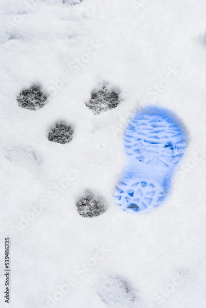 Obraz empreinte de chaussure bleue dans la neige à coté de trace de pattes d'animaux par une froide journée d'hiver