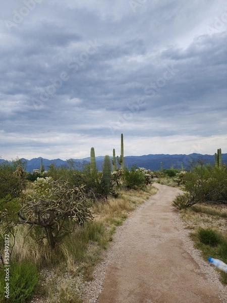 Obraz path to the sea