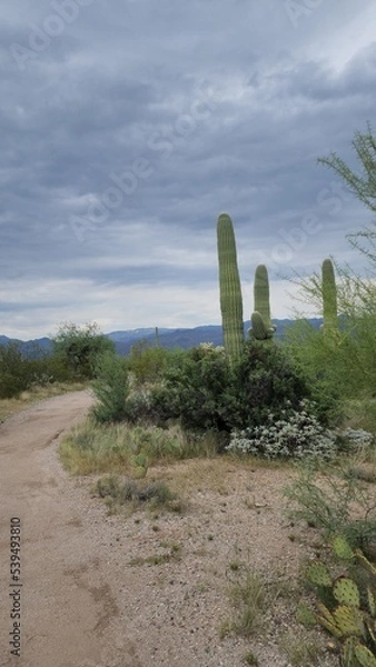 Obraz path to the cacti