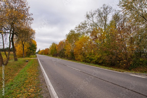 Fototapeta Autumn forest in the rays of the sun and the road in autumn colors. Day.