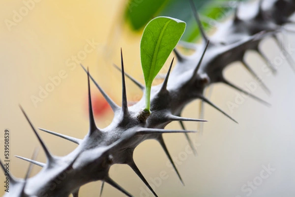 Obraz Euphorbia milli thorns