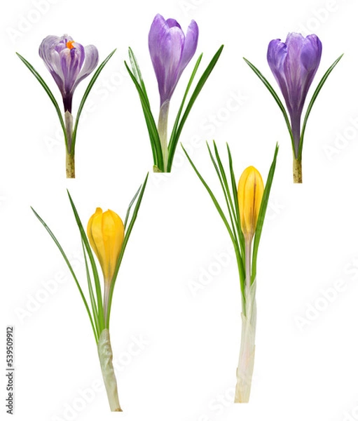 Fototapeta Spring flowers crocus isolated , PNG.