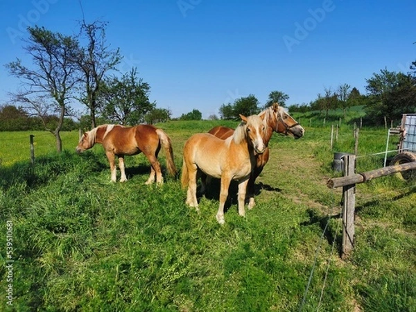 Fototapeta Three brown horses, on a grassy pasture near a wooden fence, in broad daylight