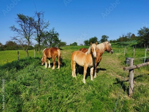 Fototapeta Three brown horses, one nibbling grass, on a grassy pasture near a wooden fence, in broad daylight