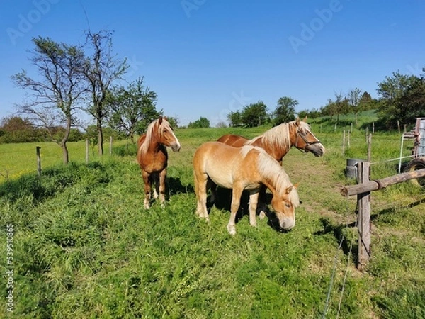 Fototapeta Three brown horses, one with his head down, on a grassy pasture near a wooden fence, in broad daylight