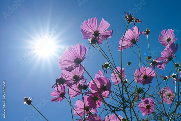 Obraz 秋桜と太陽