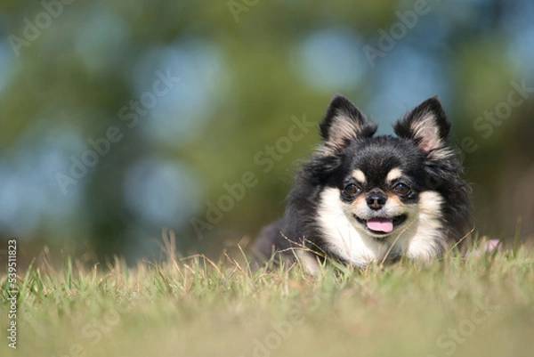 Obraz かわいいチワワ